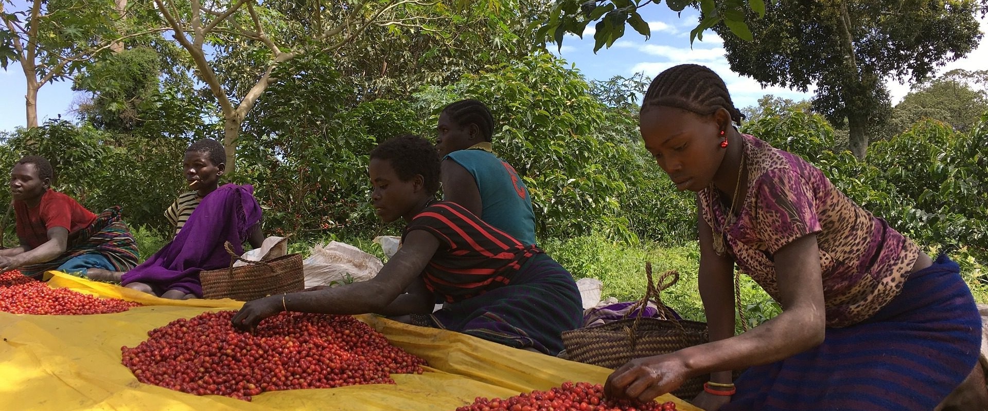 Where is Coffee Grown Mainly? A Comprehensive Guide