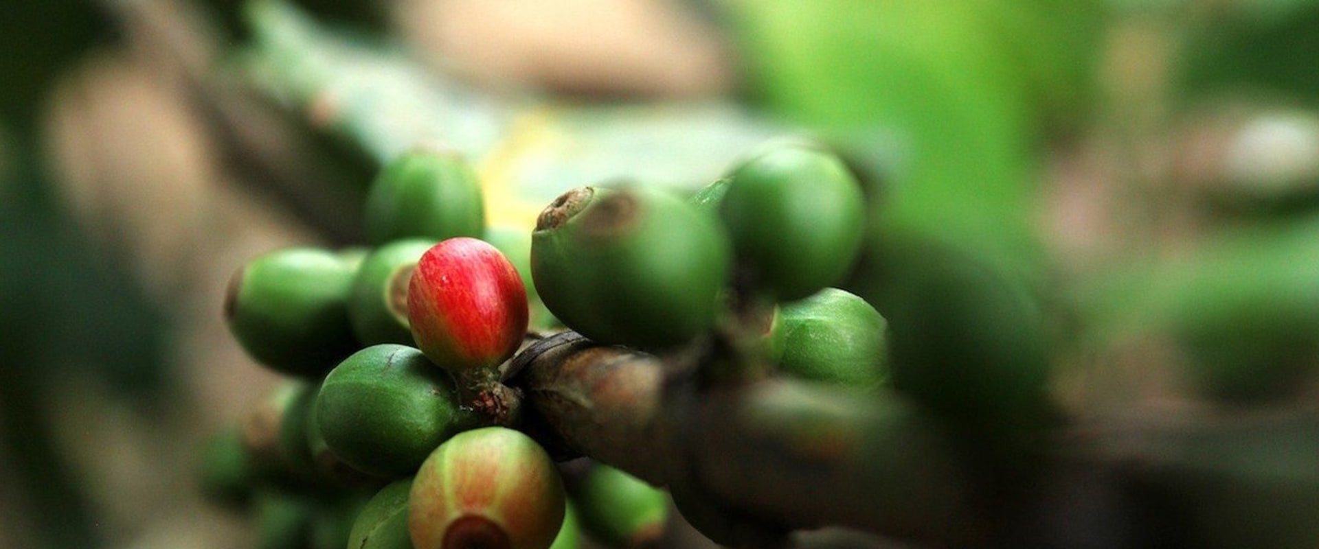What is the sustainable coffee challenge?