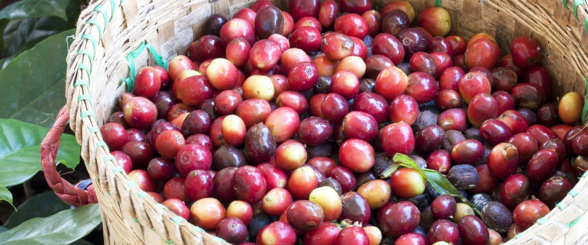 Can Coffee Beans Grow Anywhere? An Expert's Guide