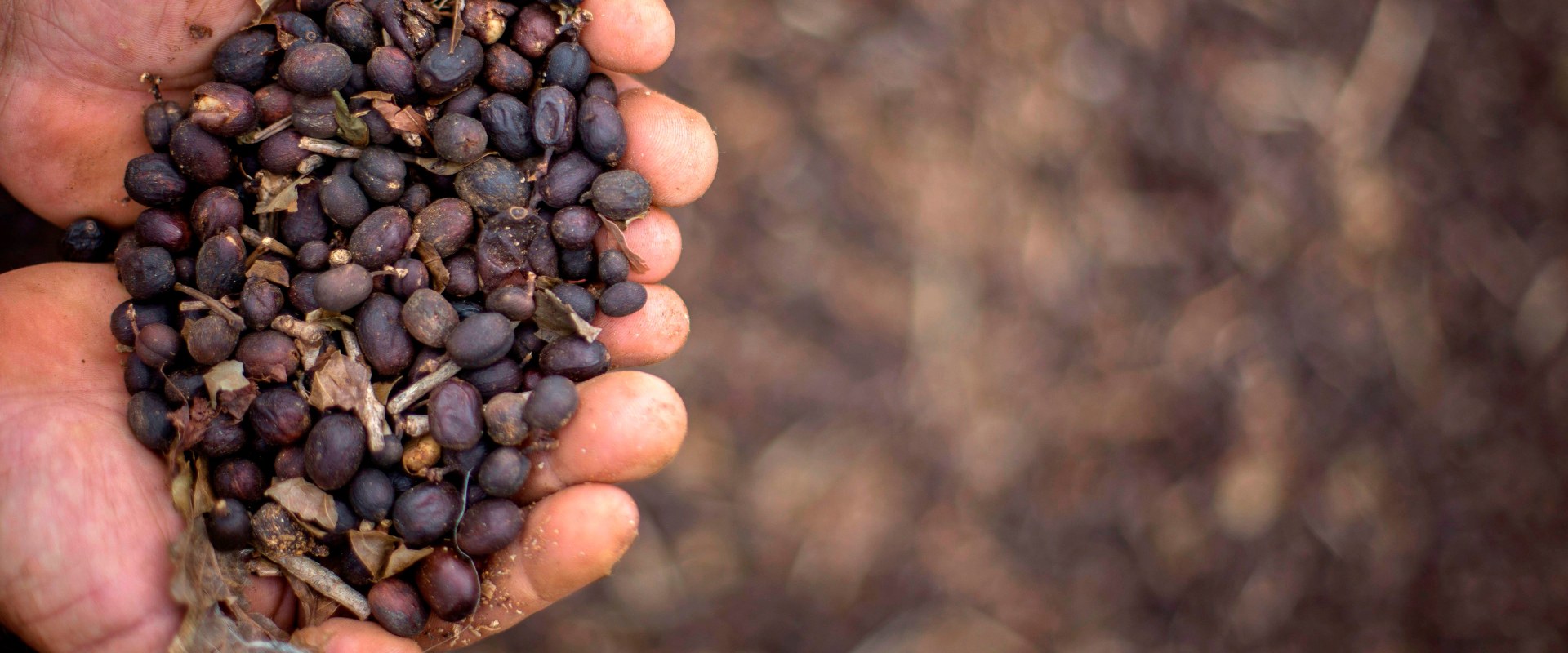 Where Does Folgers Coffee Come From? A Comprehensive Guide