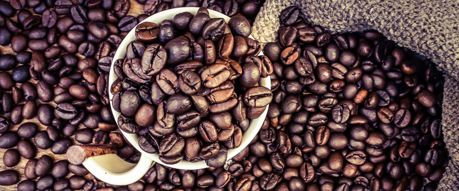 From Seed to Cup: A Comprehensive Guide to Coffee Bean Production