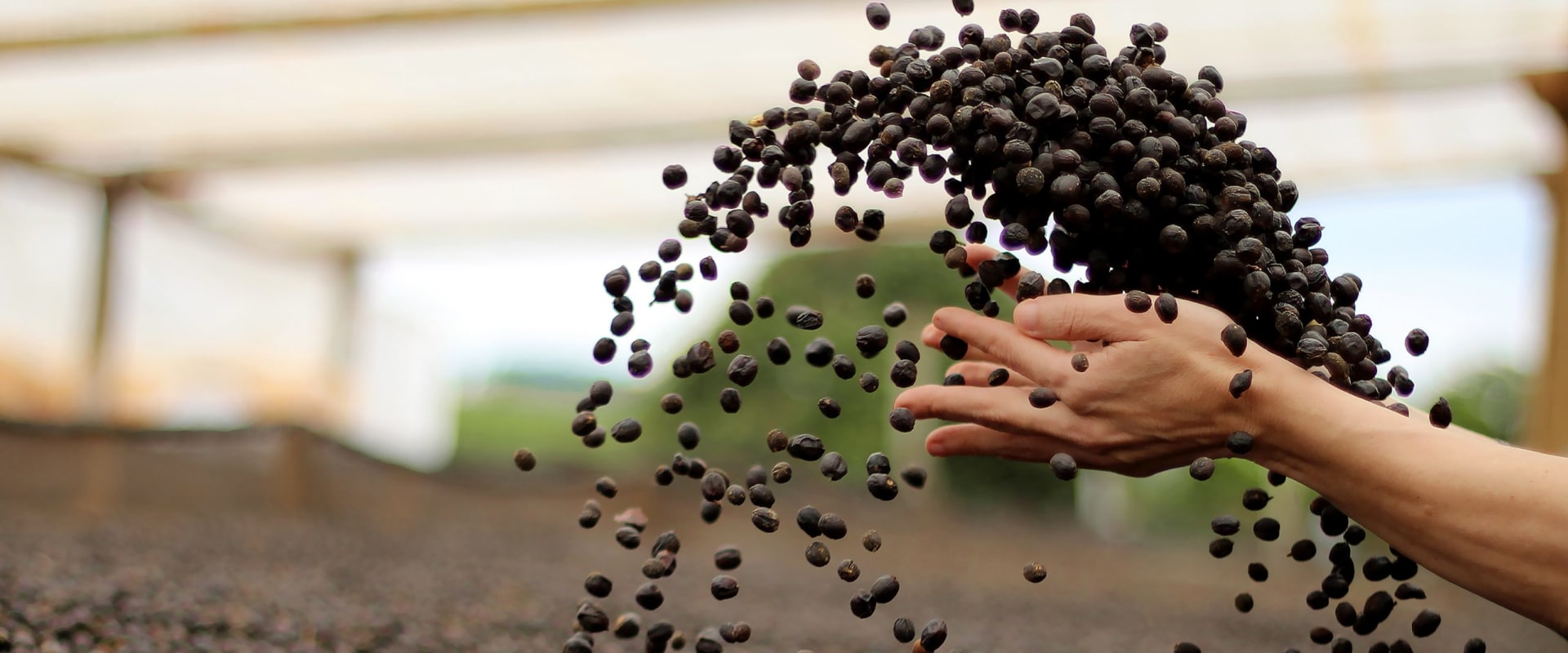 What does it mean for coffee to be sustainable?