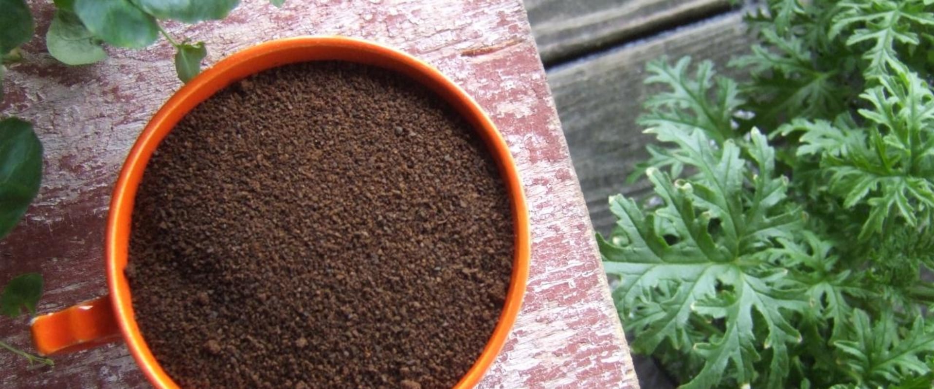 What Plants Don't Like Ground Coffee?