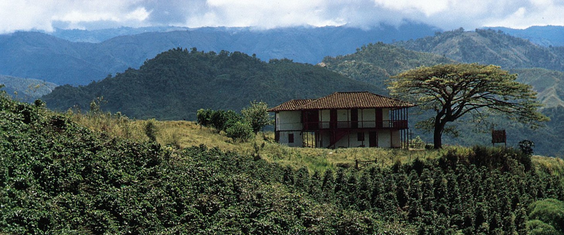 Growing Coffee: What Kind of Land Do You Need?