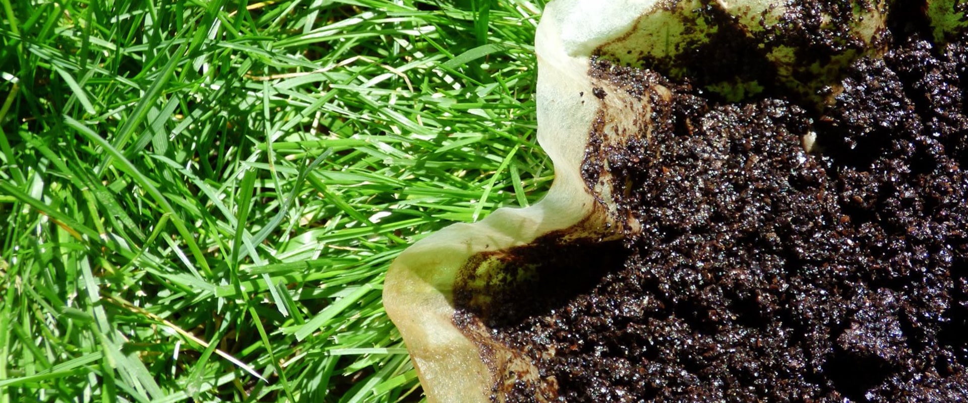 Are Coffee Grounds Good for Tomatoes?
