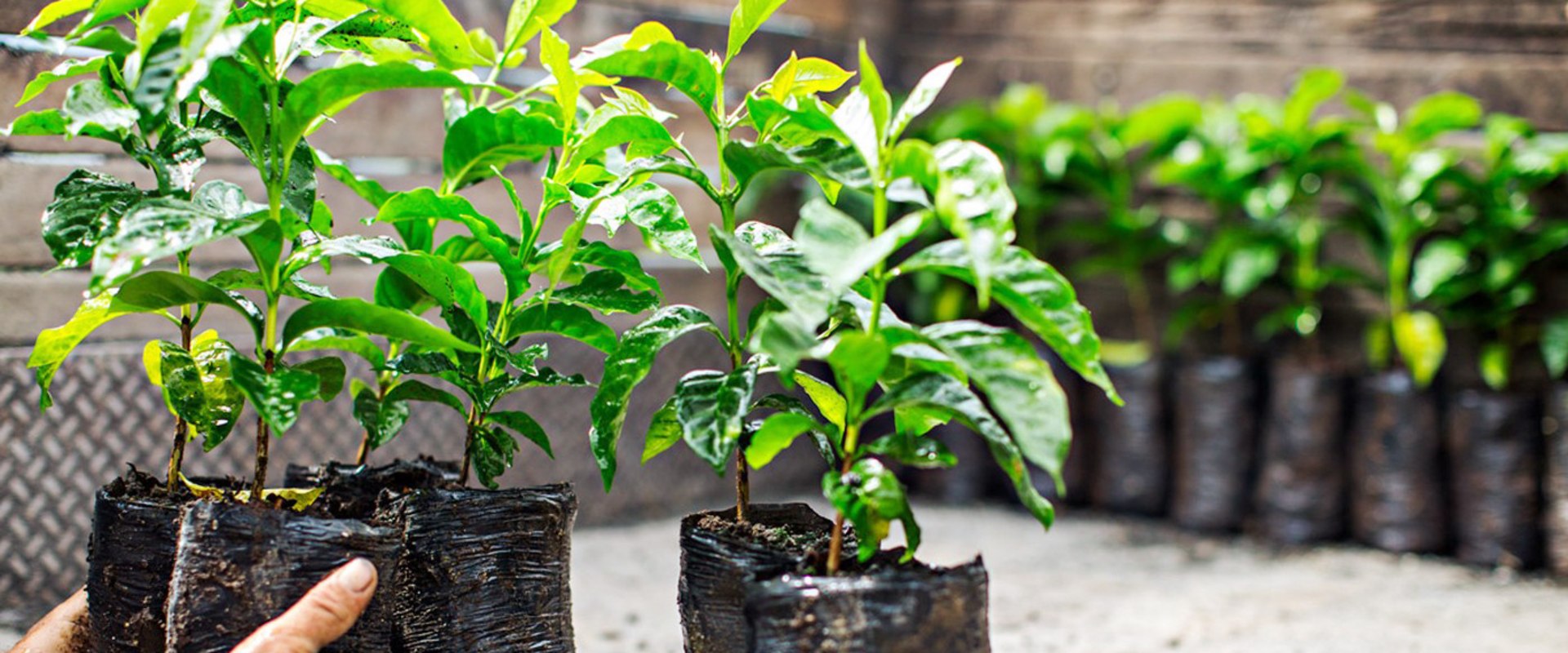 What is the goal of the sustainable coffee challenge starbucks?