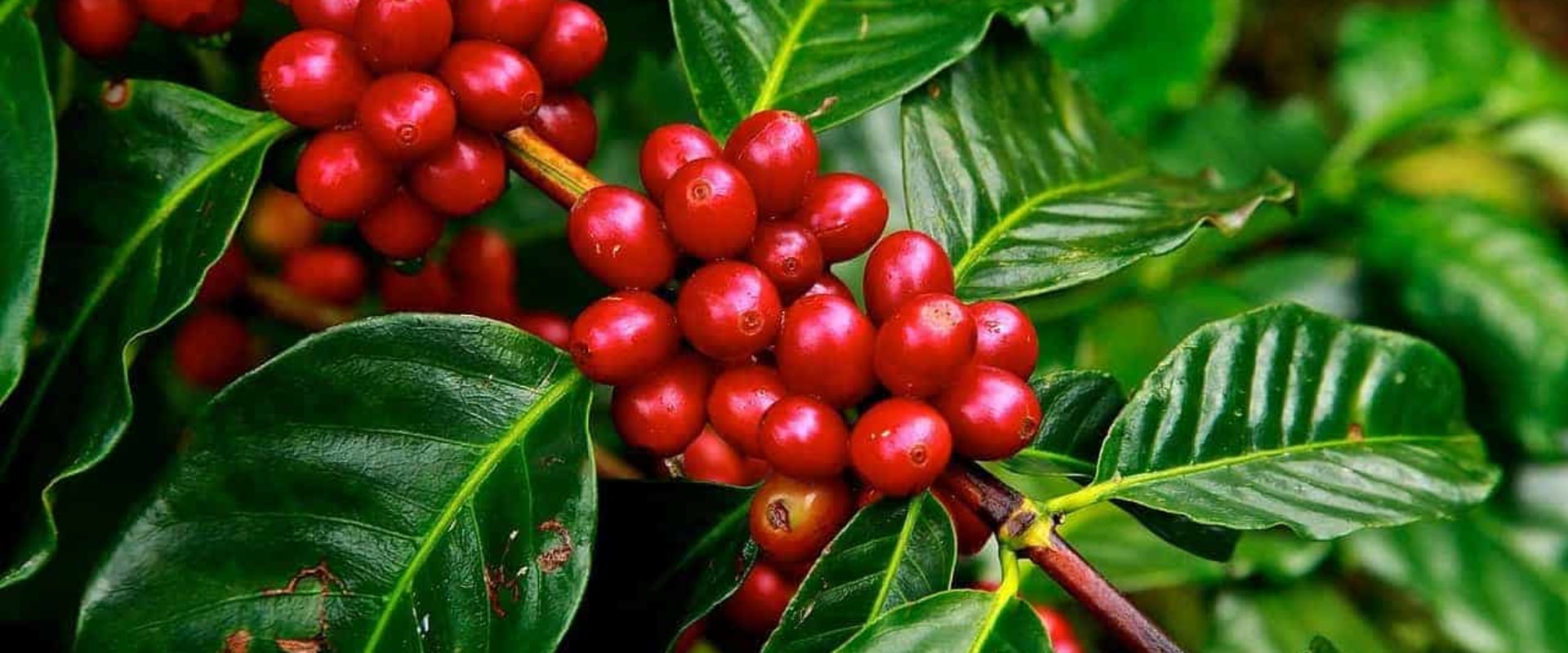Can You Grow Your Own Coffee in the United States?