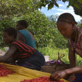 Where is Coffee Grown Mainly? A Comprehensive Guide