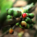 What is the sustainable coffee challenge?