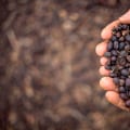 Where is Folgers Coffee Roasted?