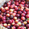 Can Coffee Beans Grow Anywhere? An Expert's Guide