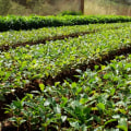 The Journey of Coffee: From Plant to Cup