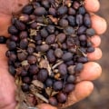 Where Does Folgers Coffee Come From? A Comprehensive Guide