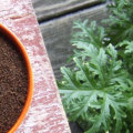 What Plants Don't Like Ground Coffee?