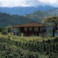 Growing Coffee: What Kind of Land Do You Need?