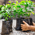 What is the goal of the sustainable coffee challenge starbucks?