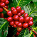 Can You Grow Your Own Coffee in the United States?