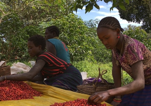 Where is Coffee Grown Mainly? A Comprehensive Guide