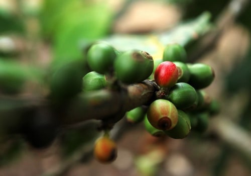 What is the sustainable coffee challenge?