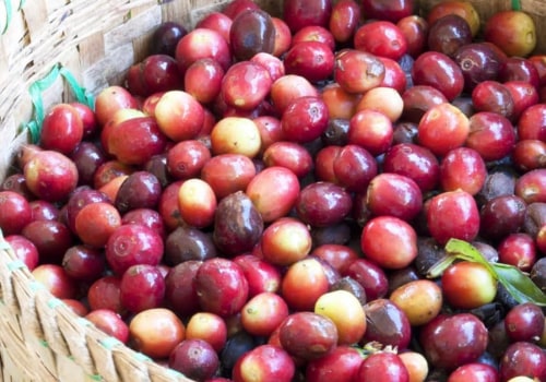 Can Coffee Beans Grow Anywhere? An Expert's Guide
