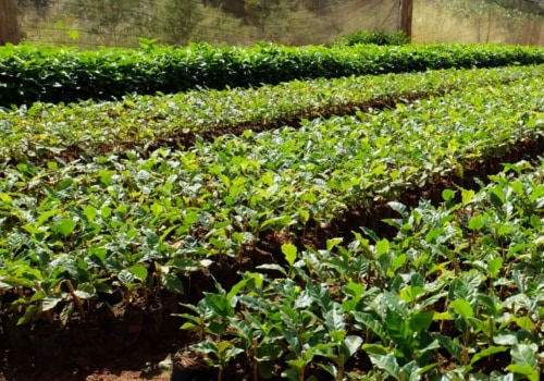 The Journey of Coffee: From Plant to Cup