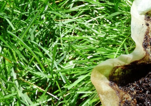 Are Coffee Grounds Good for Tomatoes?