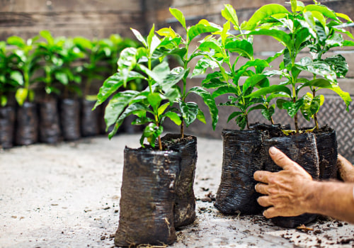What is the goal of the sustainable coffee challenge starbucks?