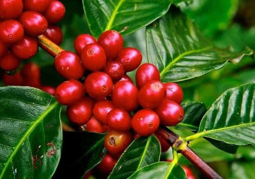 Can You Grow Your Own Coffee in the United States?